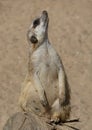A sitting meerkat looks upwards